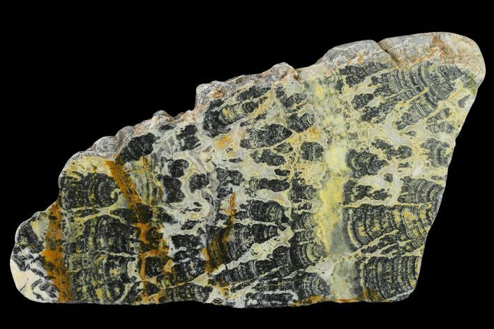 Proterozoic Age Columnar Stromatolite (Asperia) Slab - Australia #132383